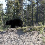 A black bear on the side of the road on the way to Atlin, BC